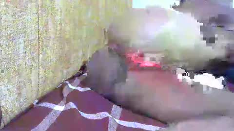 chooo pie online show from February 16, 2025, 7:05 pm