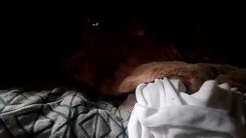 houndmefromhell online show from December 25, 2024, 4:22 pm