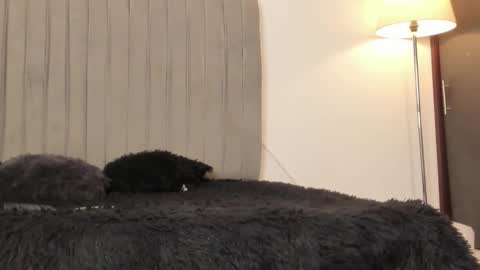 oleider dont forget your thumbs up online show from February 28, 2026, 5:14 pm