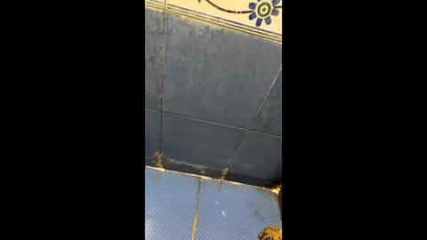 Indianboy online show from April 3, 2026, 11:19 am