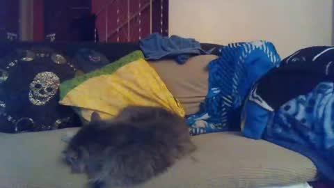 Snapshot of indigo_scorpio chatting on January 30, 2025, 9:15 am indigo_scorpio online show from January 30, 2025, 9:15 am