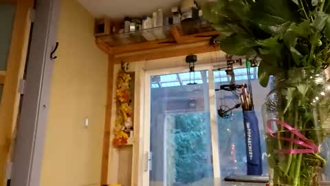 Snapshot of info_chat chatting on February 14, 2026, 12:18 am sir. Grummps online show from February 14, 2026, 12:18 am