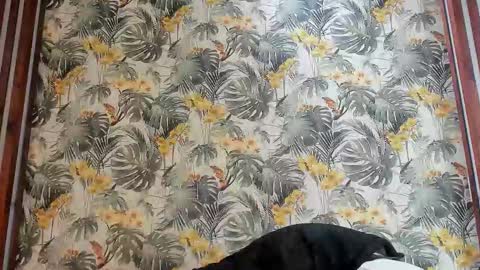 Italo Moore online show from September 25, 2025, 11:03 am