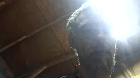 jasonmacallister83149907 online show from April 11, 2026, 6:29 am