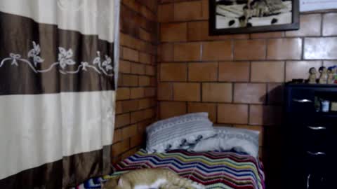 joseph online show from November 10, 2025, 3:49 am