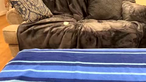 justuravgdad  justuravgmom online show from February 17, 2025, 12:32 am