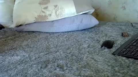 Snapshot of k5661 chatting on December 20, 2025, 11:06 am k5661 online show from December 20, 2025, 11:06 am