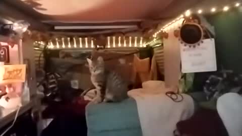 Snapshot of lesleygumgrass chatting on December 18, 2025, 3:56 am LesleyGumGrass- The Boring Trans girl online show from December 18, 2025, 3:56 am