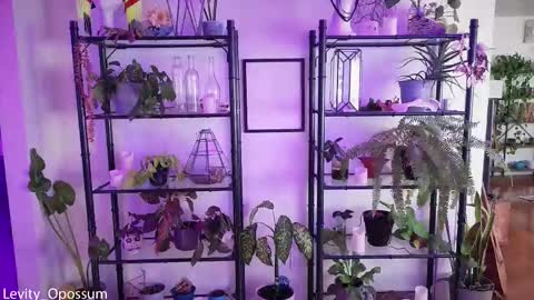 Snapshot of levity_opossum chatting on November 28, 2025, 11:07 pm Levity online show from November 28, 2025, 11:07 pm