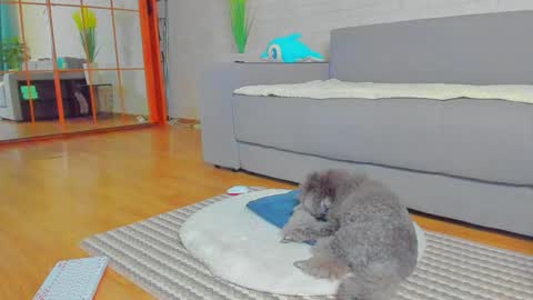 lilyt_007 online show from January 14, 2025, 6:02 am