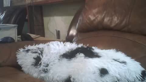 Snapshot of lincolnlongdick chatting on February 20, 2026, 8:31 pm Richie Rich online show from February 20, 2026, 8:31 pm