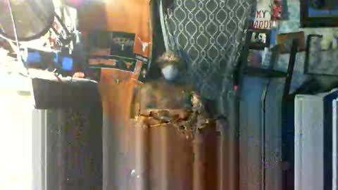 Mr. FogoDeChao online show from October 22, 2025, 9:42 am