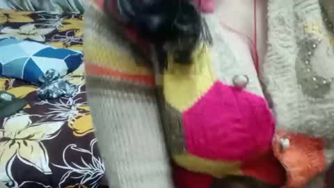 Shy Housewife online show from December 16, 2025, 5:29 pm