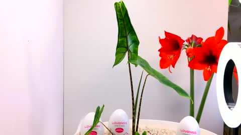 manup1977 online show from December 15, 2025, 12:04 am