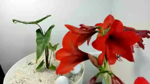 manup1977 online show from December 15, 2025, 12:09 pm