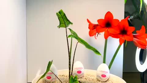 manup1977 online show from December 16, 2025, 12:48 am