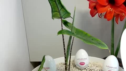 manup1977 online show from December 17, 2025, 3:01 am