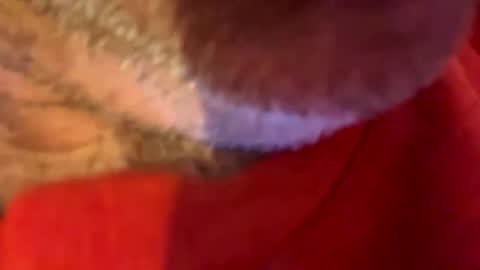 maverick7000 online show from October 31, 2025, 8:59 am