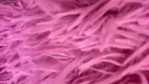 Snapshot of minforbush chatting on November 15, 2025, 3:52 pm Amelia online show from November 15, 2025, 3:52 pm