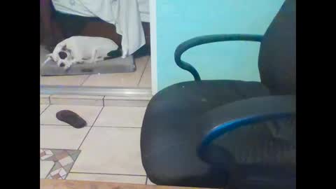 Snapshot of mobiledui chatting on February 16, 2025, 9:37 am mobiledui online show from February 16, 2025, 9:37 am