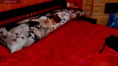 Snapshot of naughtyhousewifexx chatting on January 30, 2025, 5:49 pm housewife Eva online show from January 30, 2025, 5:49 pm