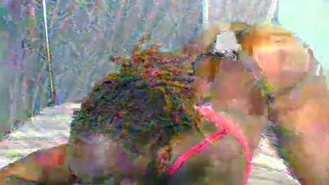 Snapshot of naughtyme4711 chatting on January 11, 2025, 5:40 pm Naughty is my name online show from January 11, 2025, 5:40 pm