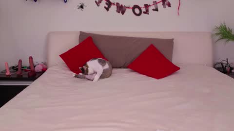 Belle online show from November 3, 2025, 1:08 am