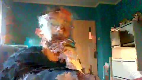 Snapshot of neverland966 chatting on February 8, 2025, 7:48 am Mark online show from February 8, 2025, 7:48 am