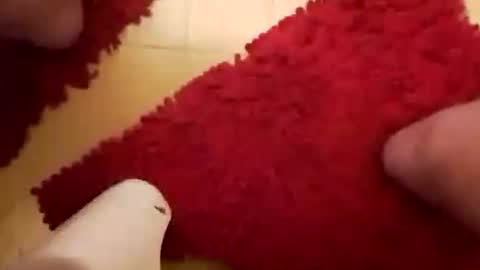 BookWriter online show from January 26, 2025, 6:28 am