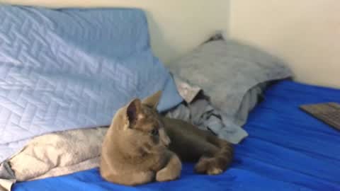 Snapshot of nickjordan1 chatting on December 19, 2024, 12:34 am Nicolas online show from December 19, 2024, 12:34 am