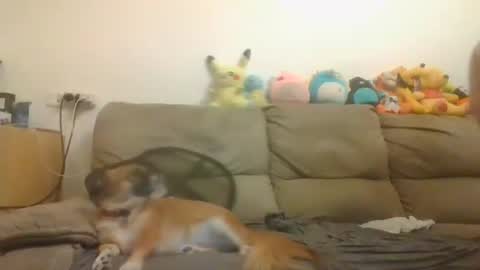 Snapshot of nikeair305 chatting on November 4, 2025, 3:33 pm Brian and Logan Brogan online show from November 4, 2025, 3:33 pm