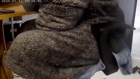 Snapshot of nineinchhard chatting on January 12, 2025, 10:34 am nineinchhard online show from January 12, 2025, 10:34 am