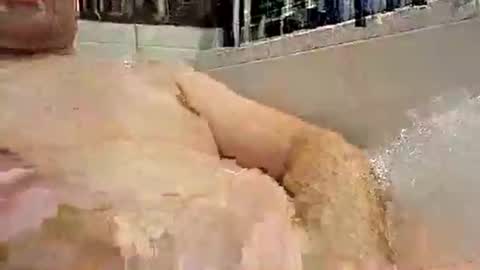 Snapshot of p20ccm chatting on January 11, 2025, 7:27 pm p20ccm online show from January 11, 2025, 7:27 pm