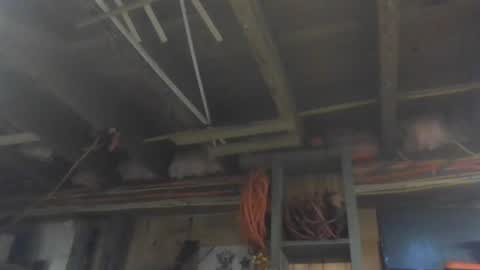 paulstetson online show from December 26, 2024, 3:53 pm