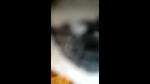 Paw online show from January 22, 2025, 5:05 am