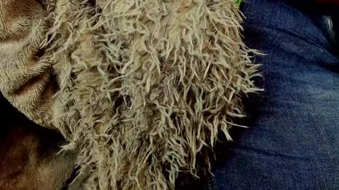 horror flying on the wings of the night.... online show from January 25, 2025, 1:30 pm