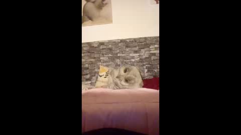 Snapshot of romylachienne chatting on January 18, 2026, 2:59 am romylachienne online show from January 18, 2026, 2:59 am