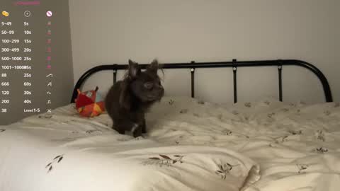 Snapshot of rottenlullaby chatting on October 23, 2025, 6:06 pm - my telegram channel online show from October 23, 2025, 6:06 pm