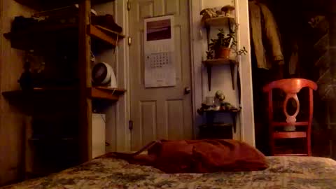 rp131313 online show from November 15, 2025, 8:11 am