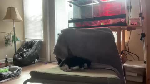 sabrosocockcarnesandwich online show from October 5, 2025, 2:59 pm