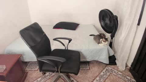 Julius Novachrono  online show from January 2, 2025, 11:38 pm