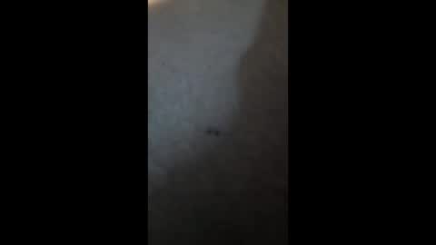 PhatBootyLightBright online show from April 3, 2026, 2:59 pm