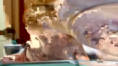 sexyy_red08 online show from November 2, 2025, 6:49 am