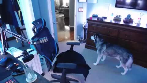 Snapshot of shaftyone4u chatting on January 16, 2025, 9:40 pm shaftyone4u online show from January 16, 2025, 9:40 pm