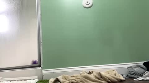 Snapshot of shyg1r1 chatting on February 27, 2025, 9:36 pm Sasha online show from February 27, 2025, 9:36 pm