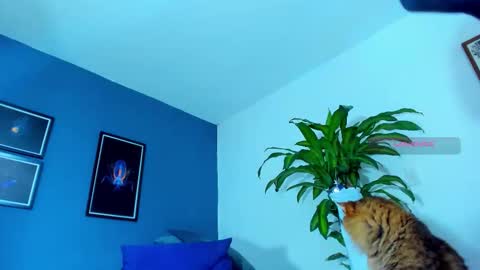 silvabranko online show from November 1, 2025, 12:12 am