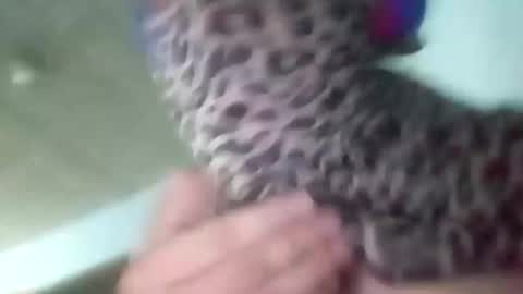 sissycrossdrese online show from January 25, 2025, 2:14 pm