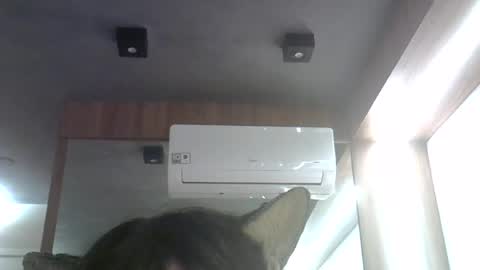 Snapshot of skinnykittencam chatting on June 26, 2026, 12:59 am skinnykittencam online show from June 26, 2026, 12:59 am