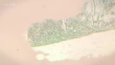 TAANNI online show from April 5, 2026, 11:13 pm