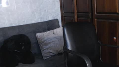 Snapshot of tairontucke chatting on December 18, 2024, 1:48 am Tairon Tucke online show from December 18, 2024, 1:48 am